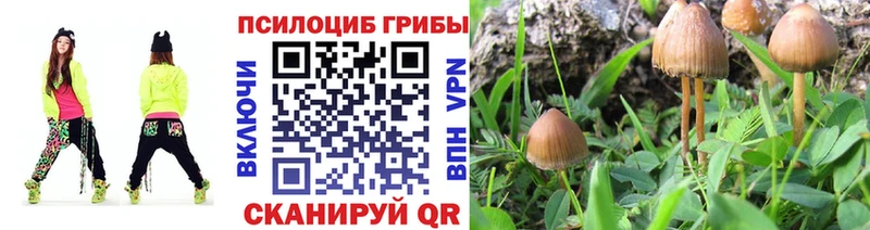 Псилоцибиновые грибы Psilocybe  Гурьевск 